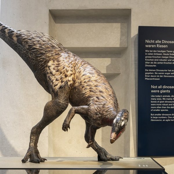 Asymmetrisch geformte Beschriftungstafel aus Alublech mit Text zur Dinosaurierausstellung im Naturhistorischen Museum